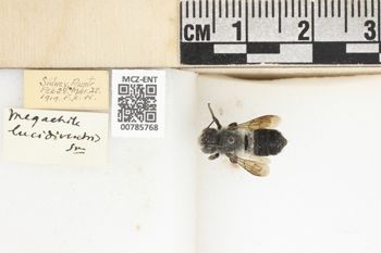 Media type: image;   Entomology 785768 Aspect: labels